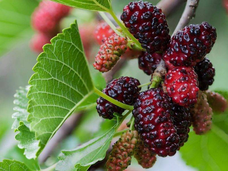 Шелковица купить саженцы из питомнике в Солнечногорске
