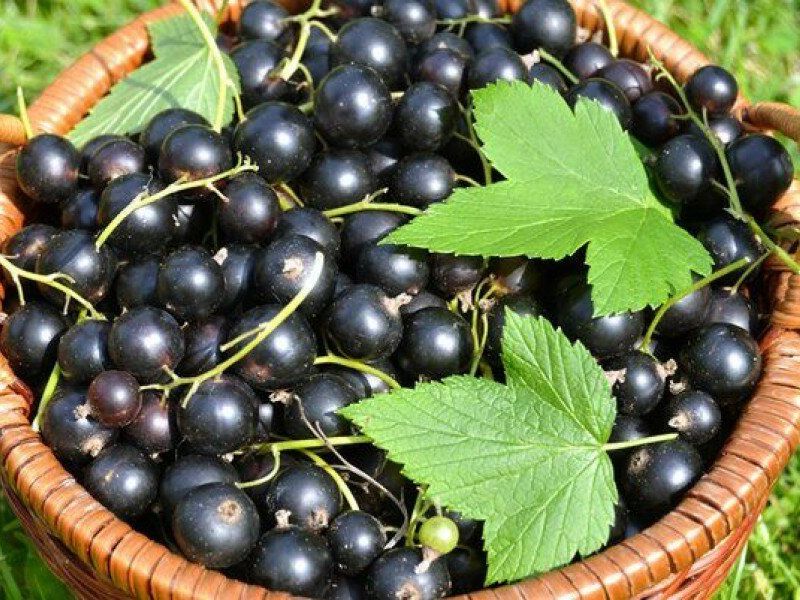 Смородина купить саженцы из питомника в Солнечногорске