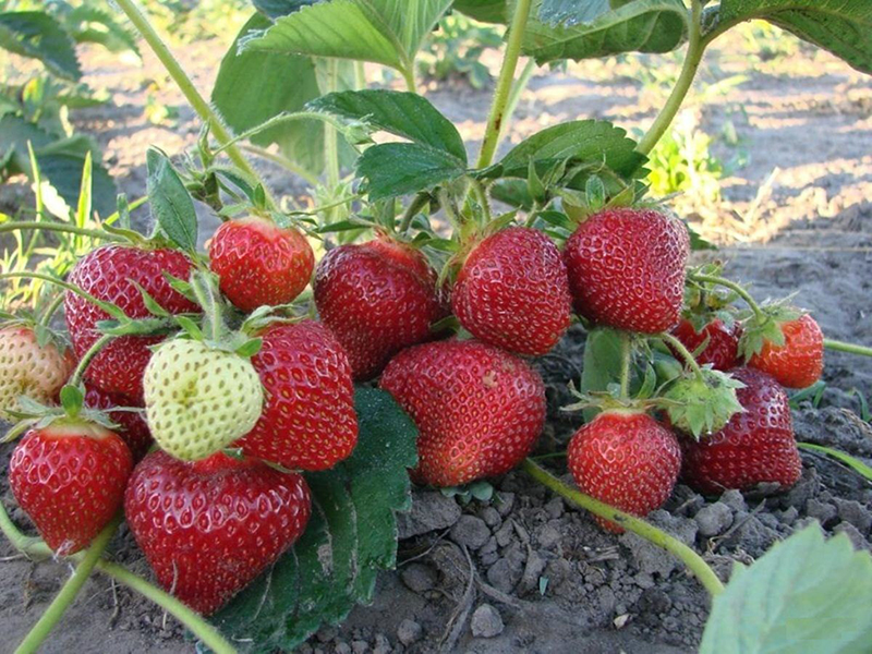 Клубника купить саженцы из питомника в Солнечногорске