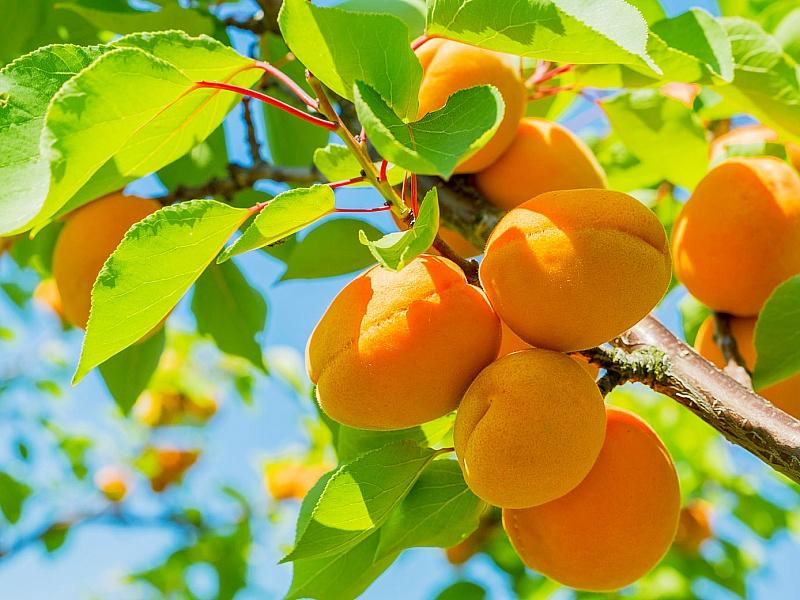 Абрикос купить саженцы из питомнике в Солнечногорске