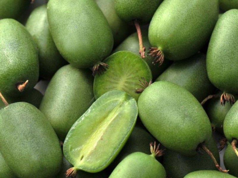 Актинидия купить саженцы из питомнике в Солнечногорске