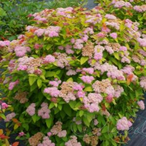 Спирея "ДАБЛ ПЛЕЙ БИГ БЕНГ" (стакан Р9)