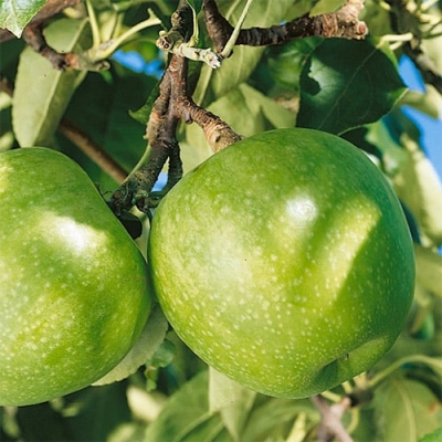 Яблоня "ГРЕННИ СМИТ"