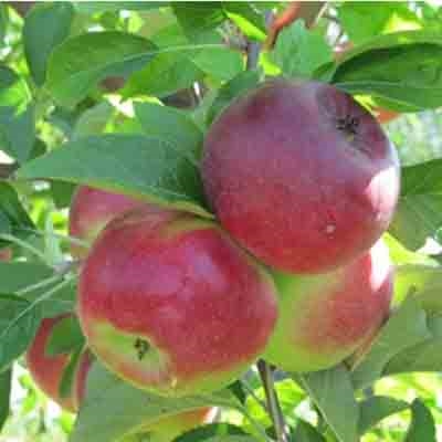 Яблоня "ДЕЙТОН"